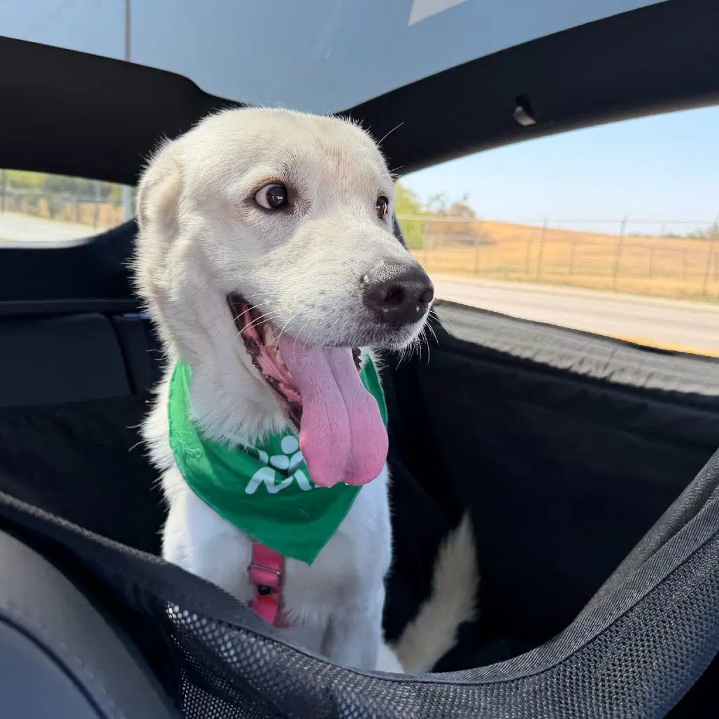 Rocky - Great Pyrenees
