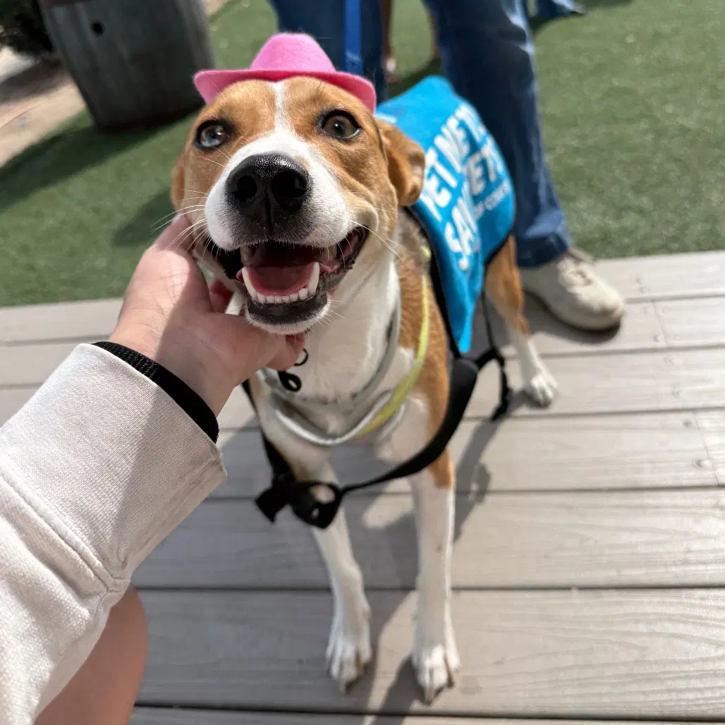Winky - Terrier