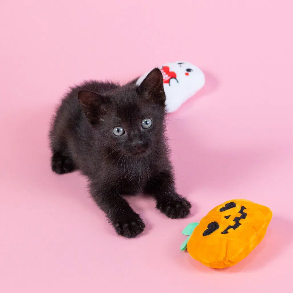 Cannon - Domestic Short Hair