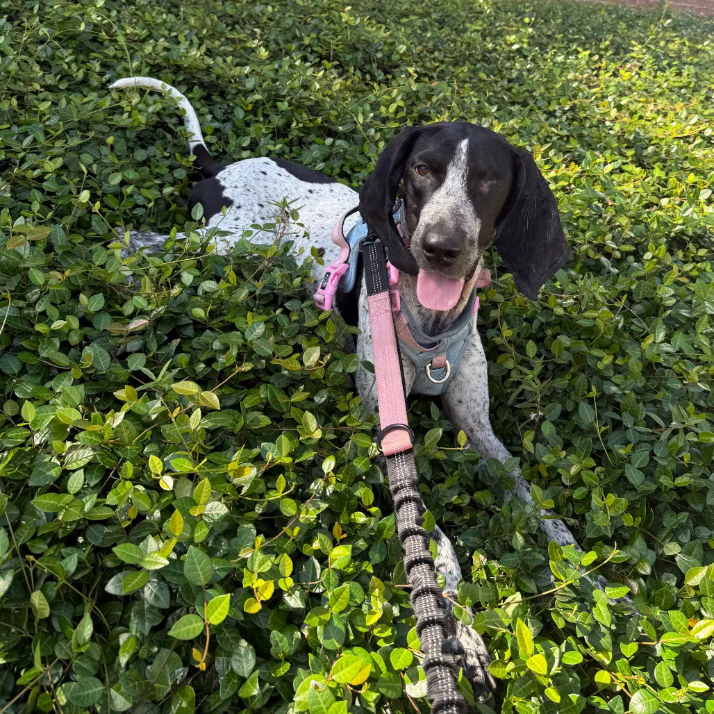 Billie Jean - Bluetick Coonhound