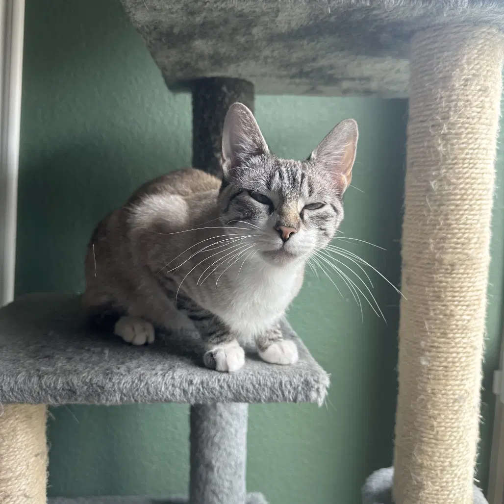 Chrysanthemum - Domestic Short Hair