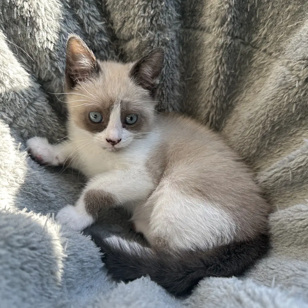 Dahlia - Domestic Short Hair