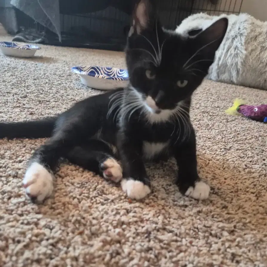 Mitten - Domestic Short Hair