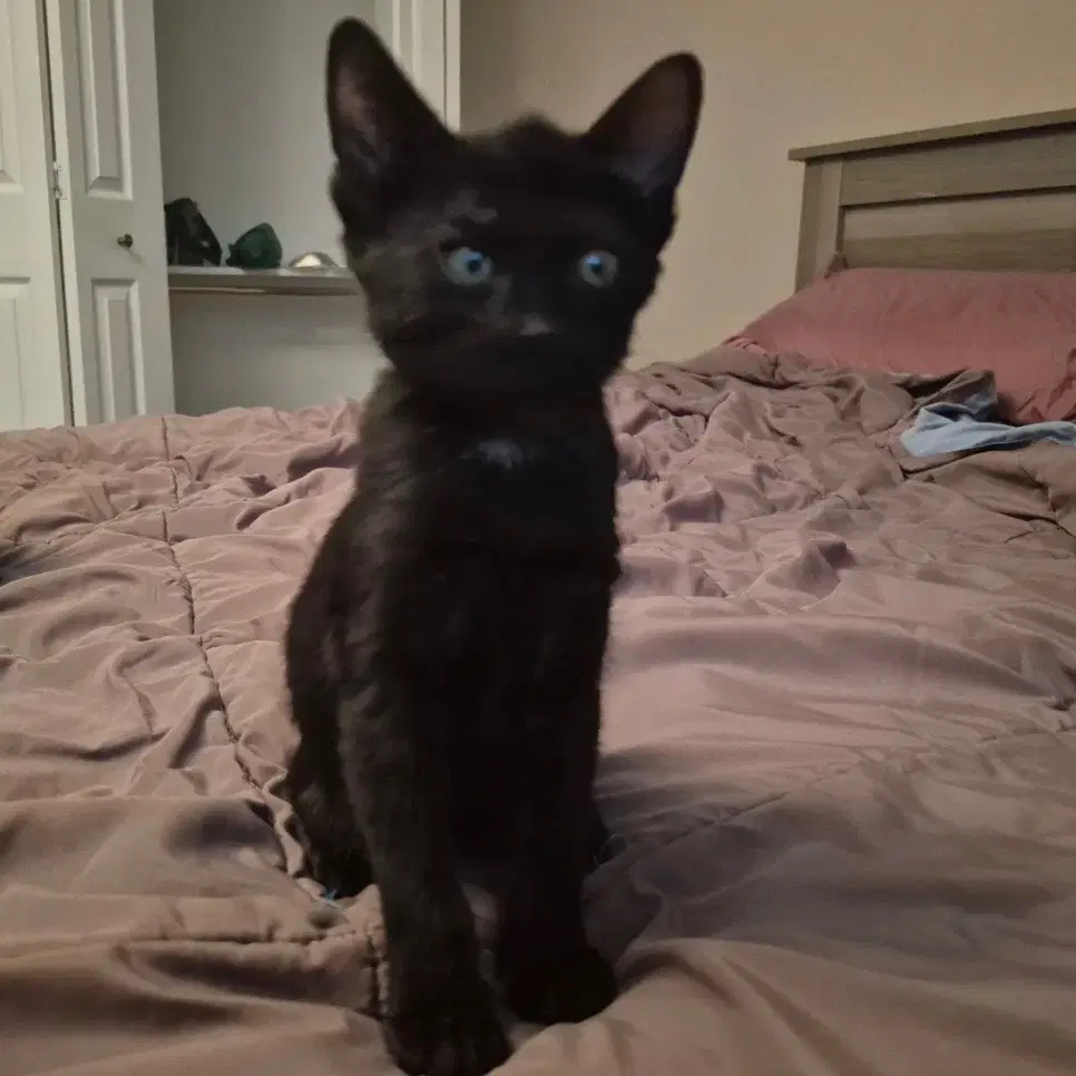 Libby - Domestic Short Hair