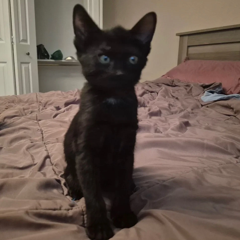 Libby