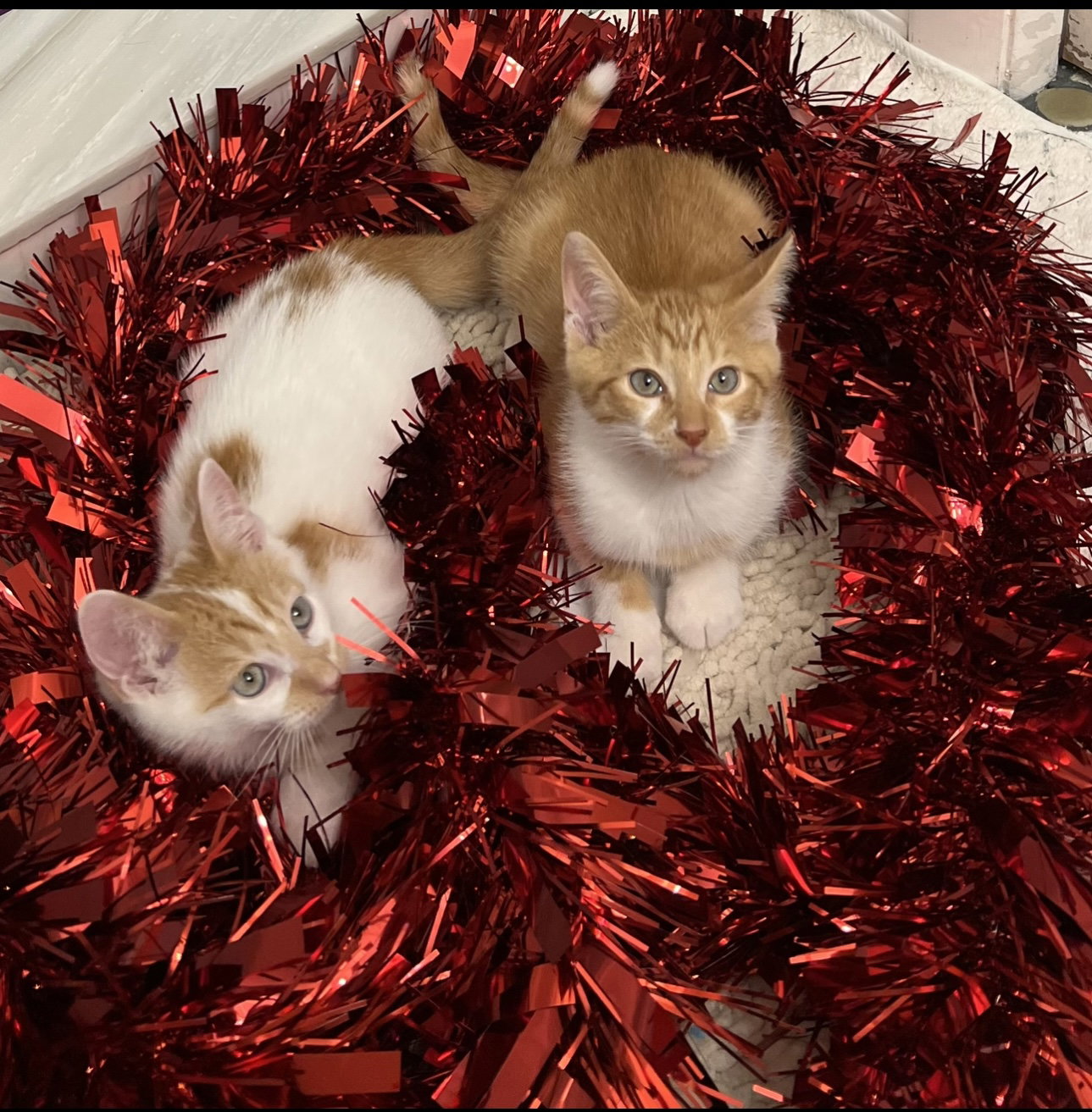 Cat adoption in Orlando, FL Domestic Short Hair (short coat) Cat