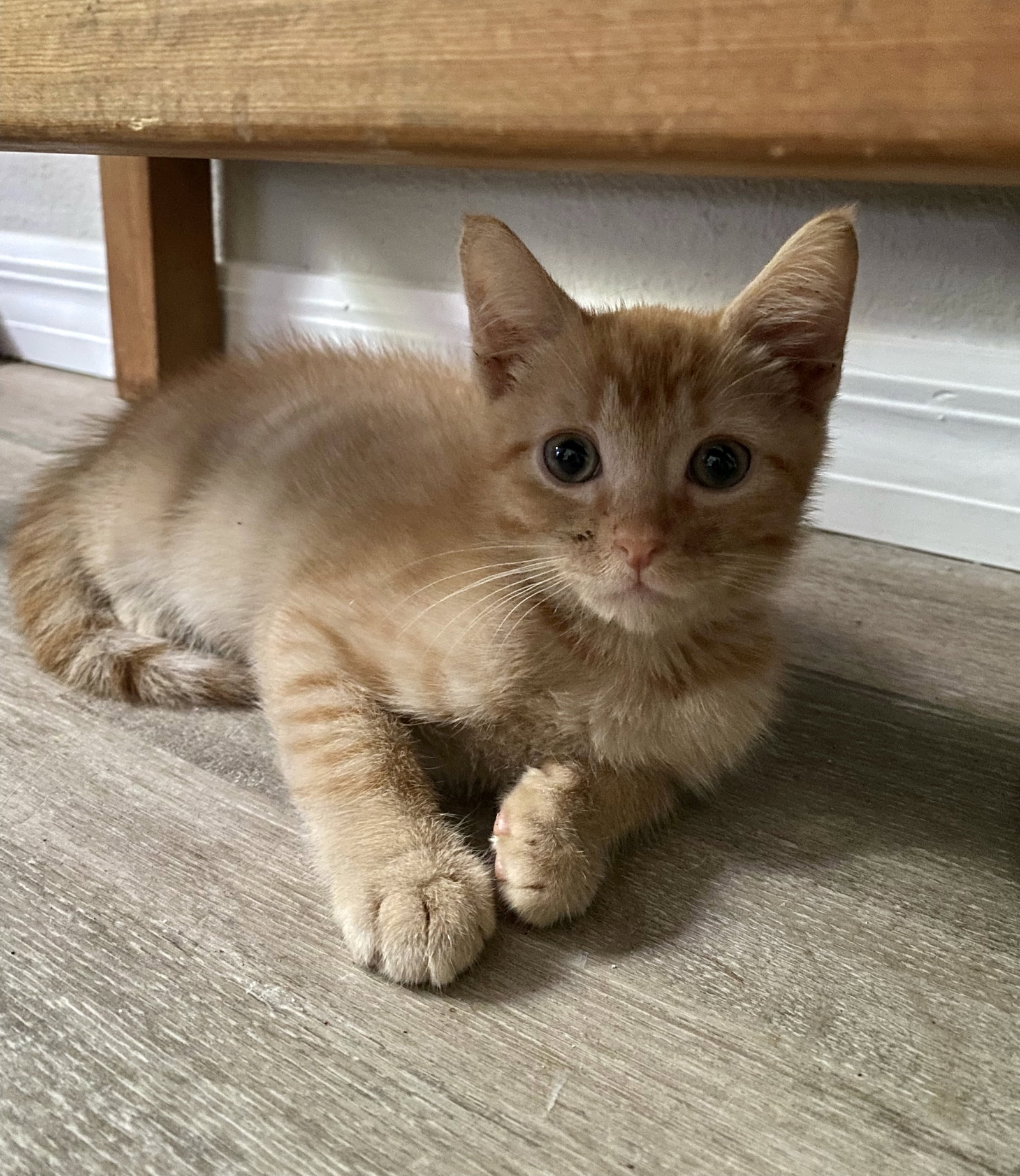 Cats for Adoption in Cocoa Beach, Florida Alpha Paw