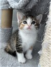 adoptable Cat in orlando, FL named MARJORIE