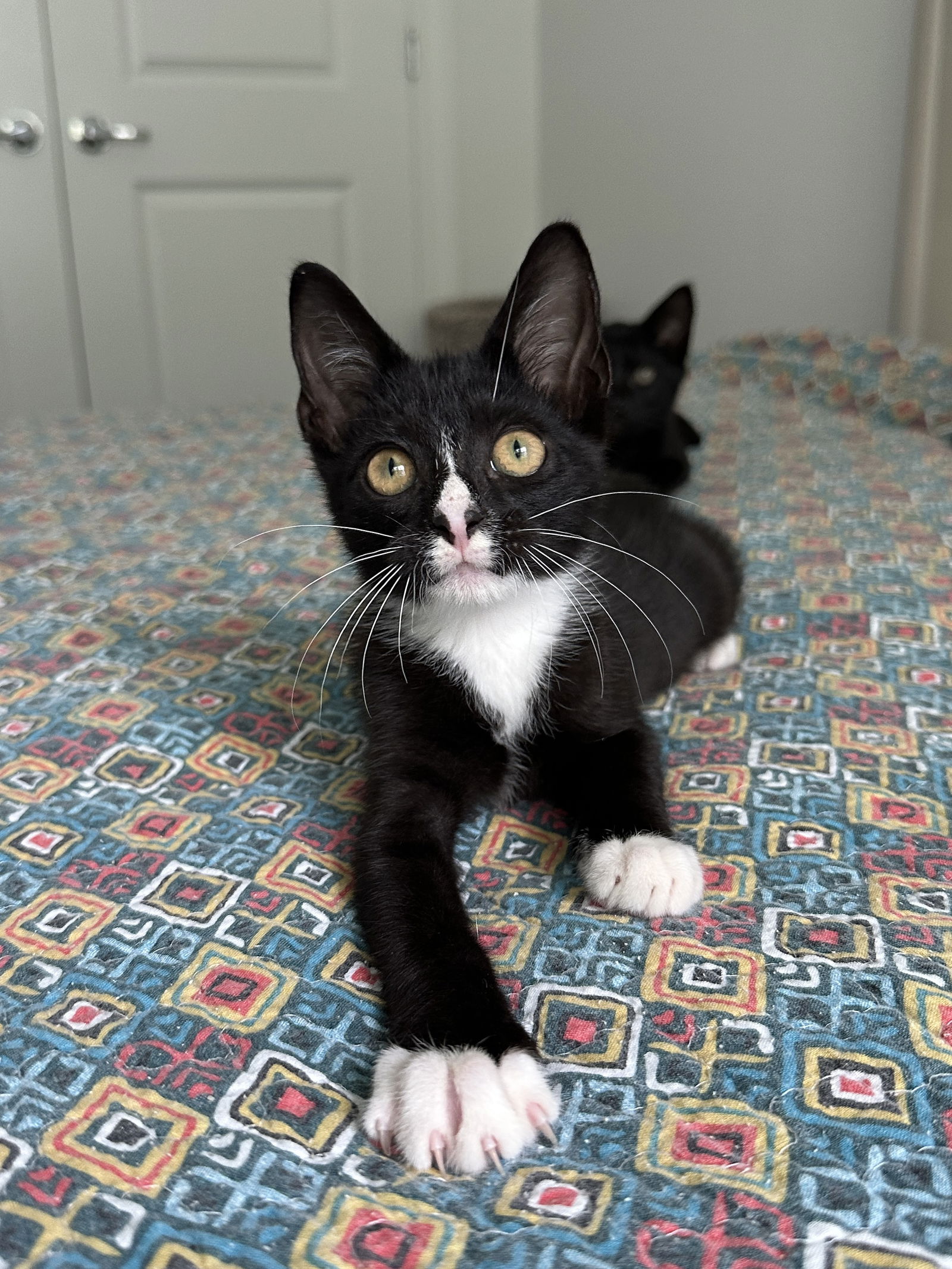 Cat adoption in Orlando, FL 32854 Tuxedo / Domestic Short Hair (short