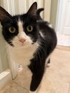 adoptable Cat in Orlando, FL named Lady Tramaine