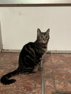 adoptable Cat in Orlando, FL named NALA