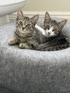 adoptable Cat in Orlando, FL named Logan