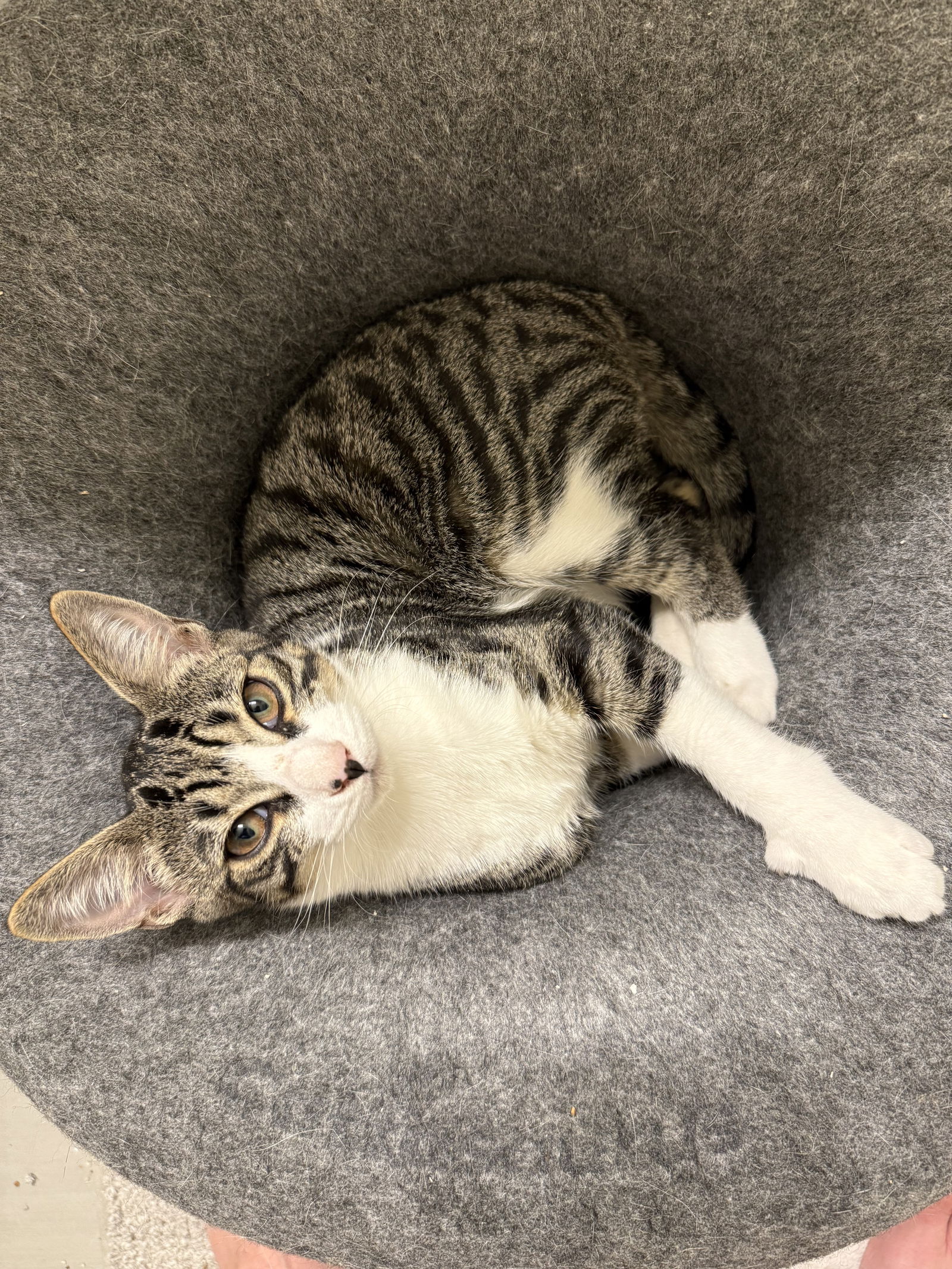 adoptable Cat in Orlando, FL named Tony Stark
