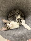 adoptable Cat in Orlando, FL named Tony Stark