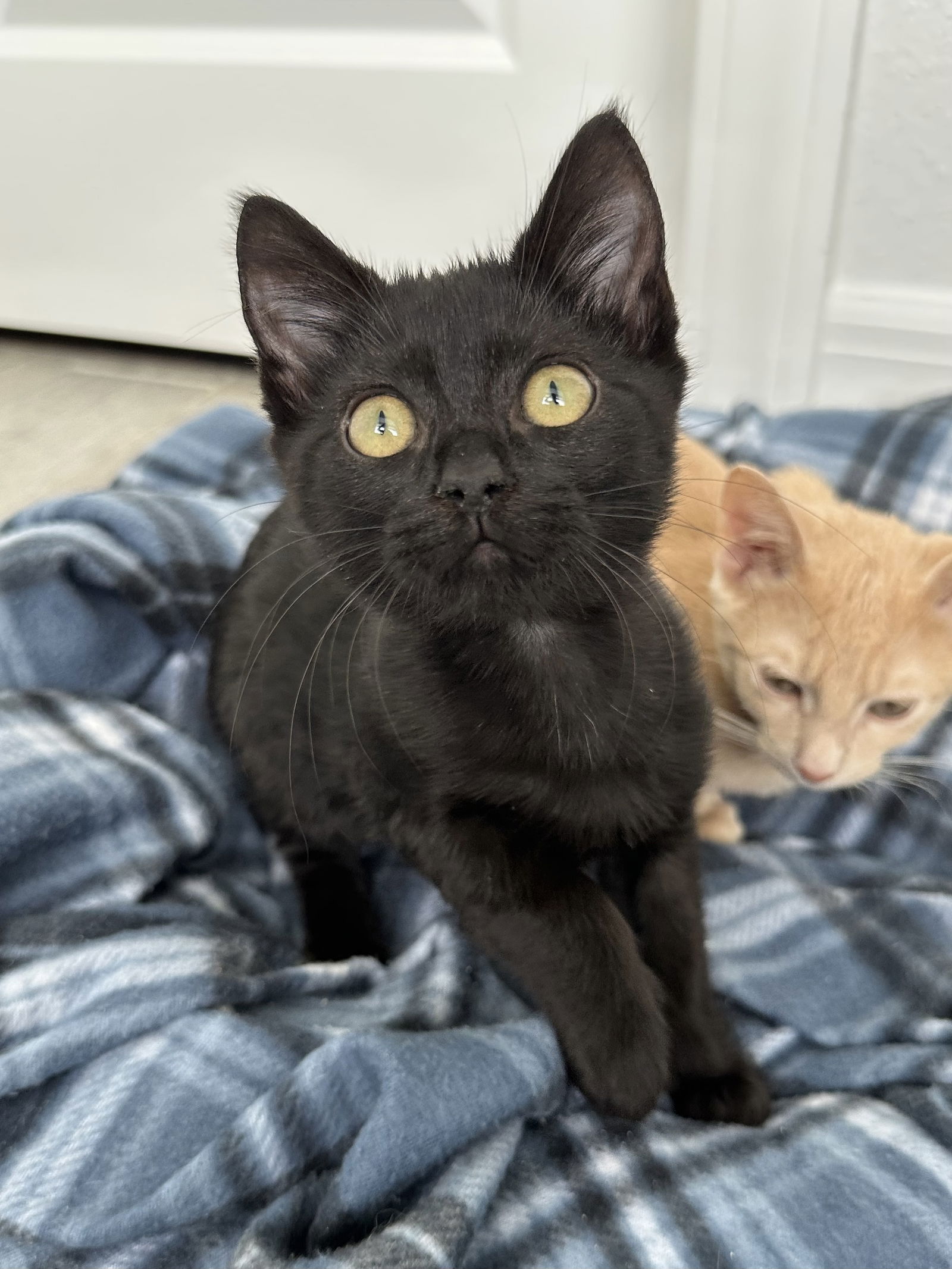adoptable Cat in Orlando, FL named PERRY