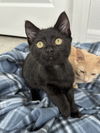 adoptable Cat in Orlando, FL named PERRY