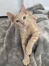 adoptable Cat in Orlando, FL named Dr. Doofenshmirtz