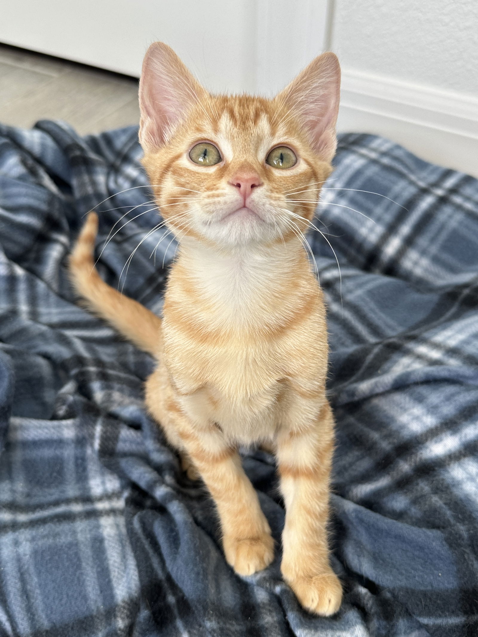 adoptable Cat in Orlando, FL named PHINEAS