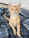 adoptable Cat in Orlando, FL named PHINEAS