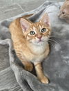 adoptable Cat in Orlando, FL named FERB