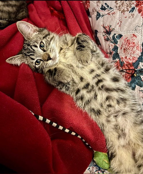 BENE - Tabby available for adoption