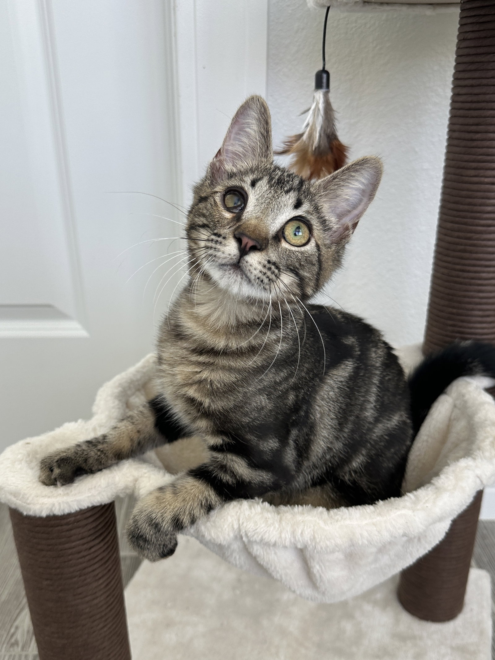 BINX Image