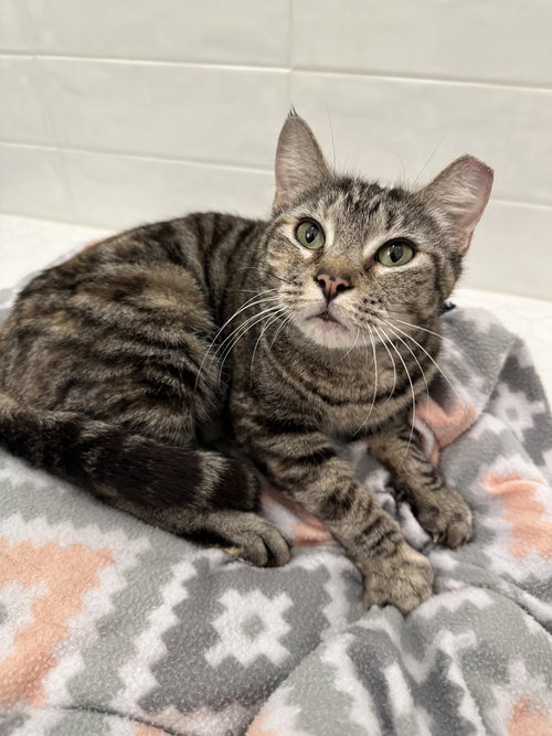 Chickadee, Adult Domestic Short Hair (short coat), cat for adoption in Port Orange, Florida