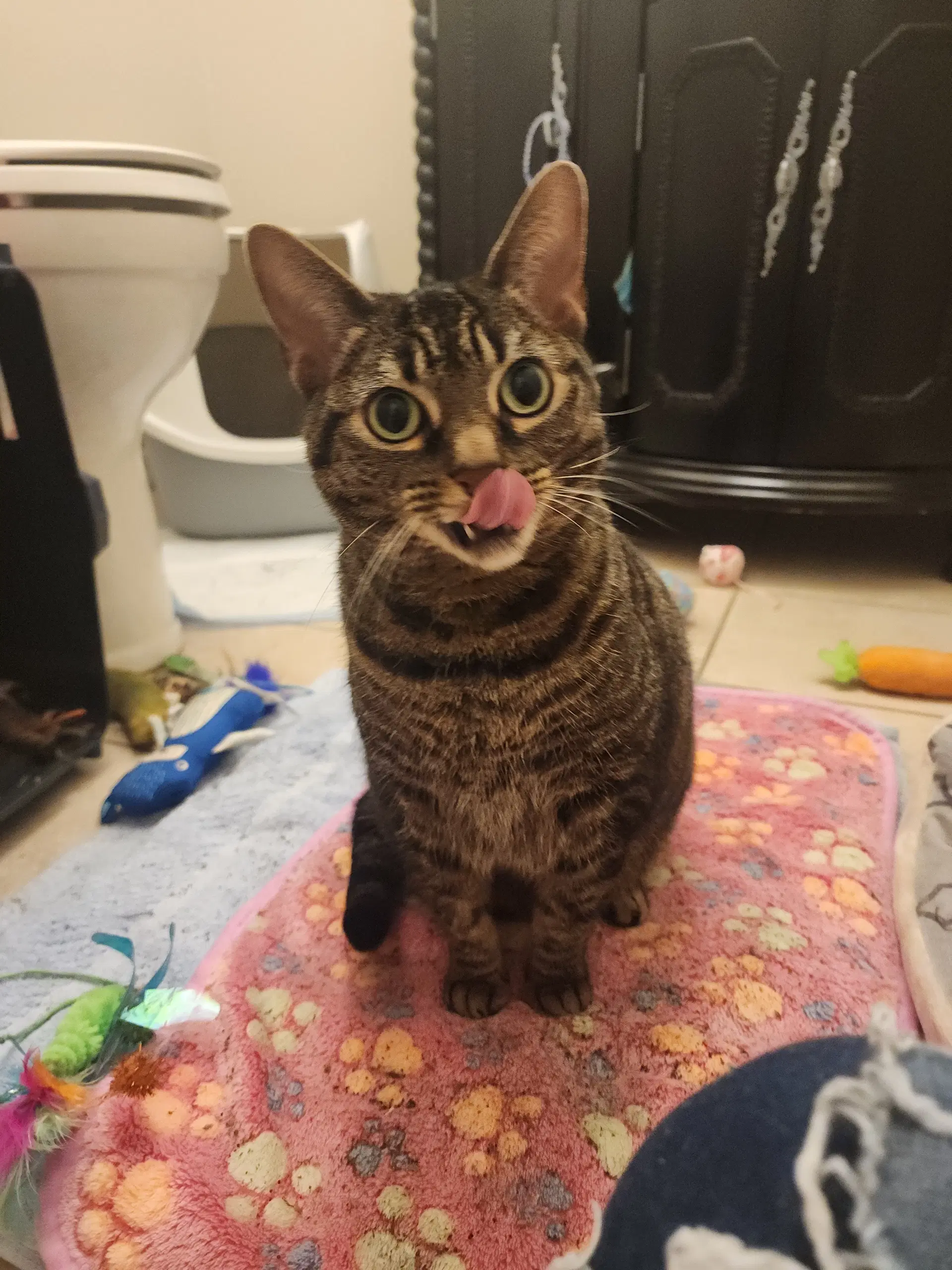 Junie - Domestic Short Hair