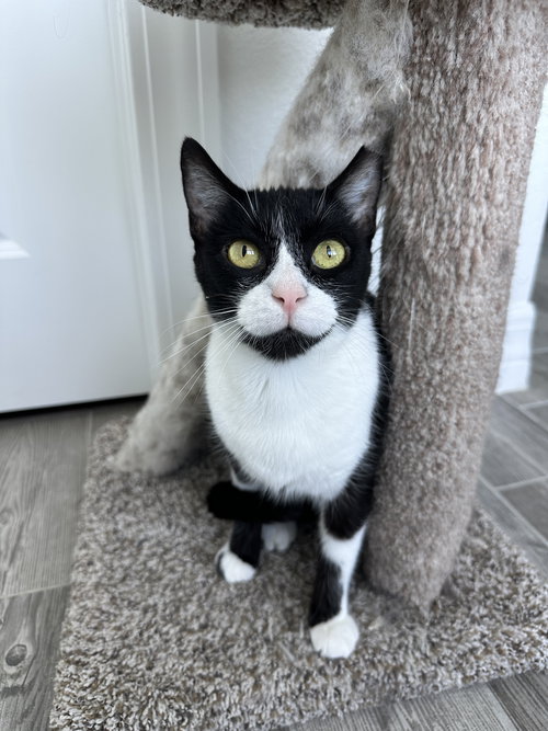 GOOSE, Adult Domestic Short Hair (short coat), cat for adoption in Altamonte Springs, Florida