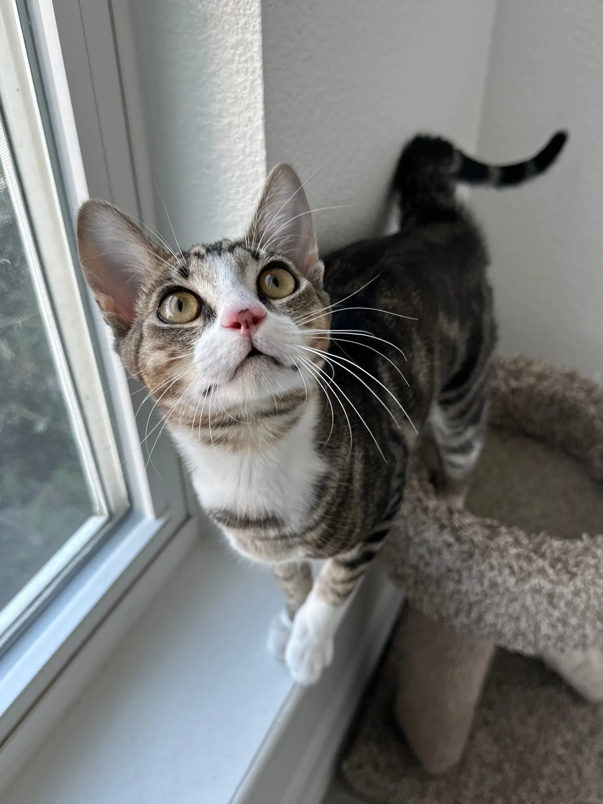 Rou Rou - Domestic Short Hair
