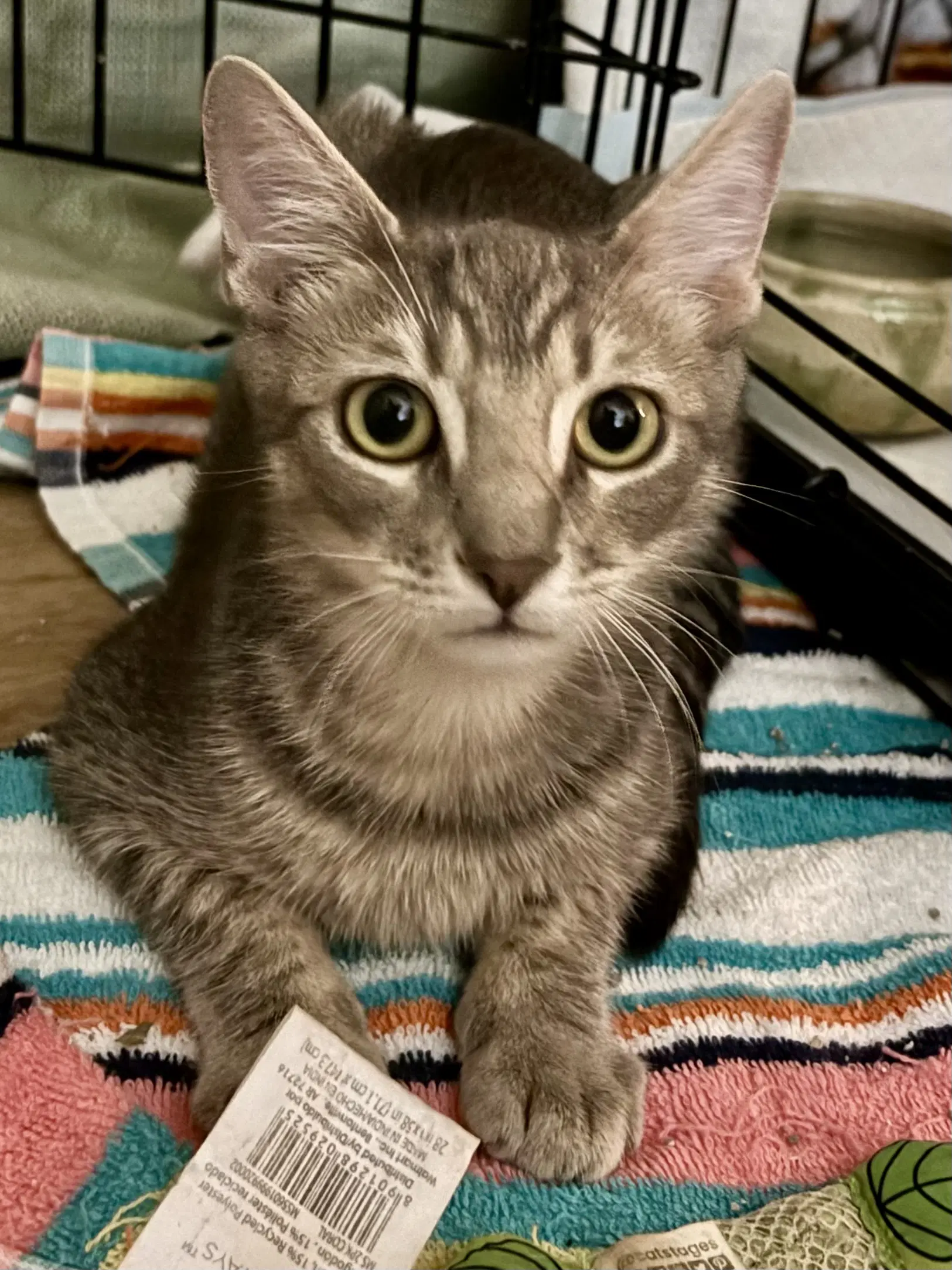 Papaya - Domestic Short Hair