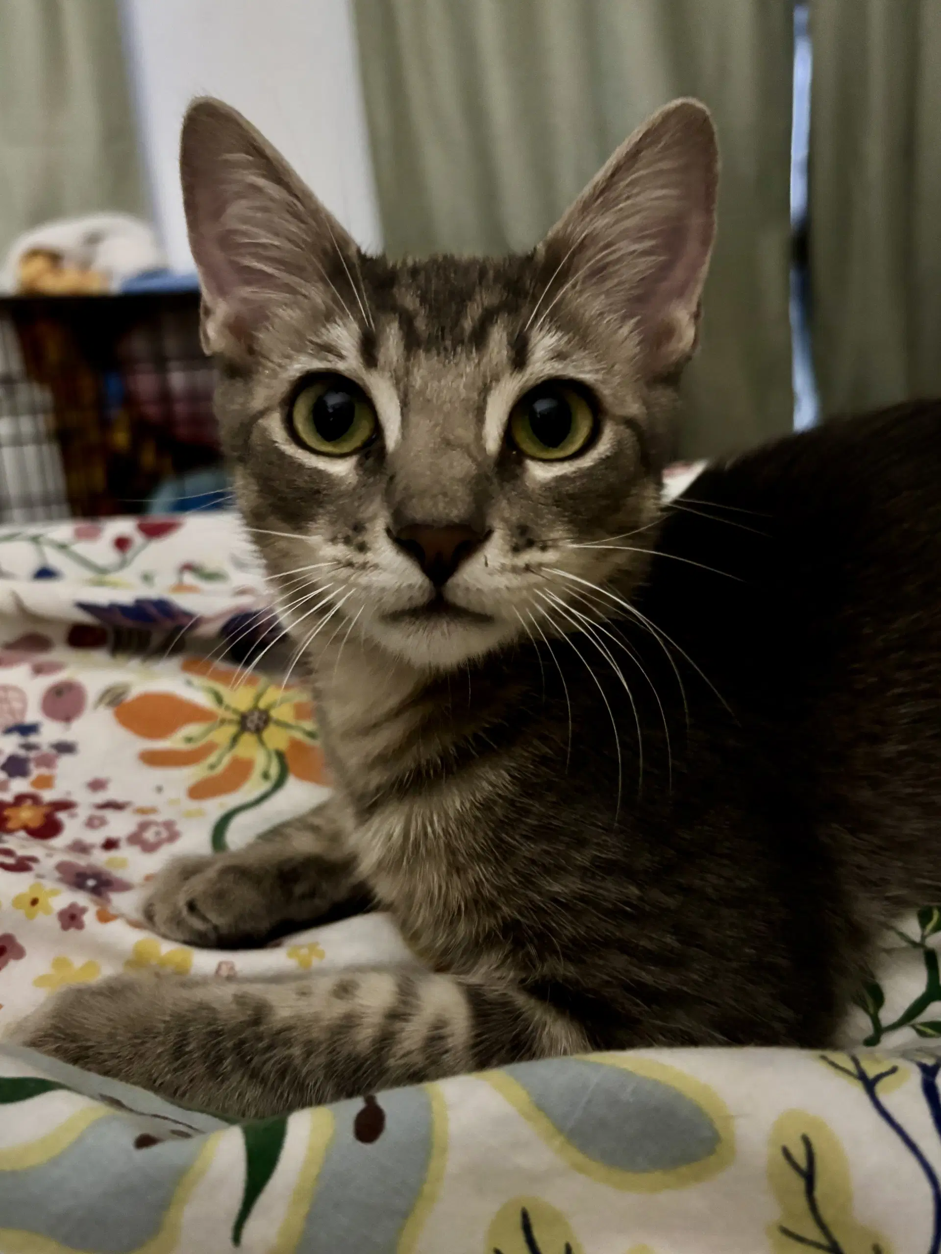Papaya image 2