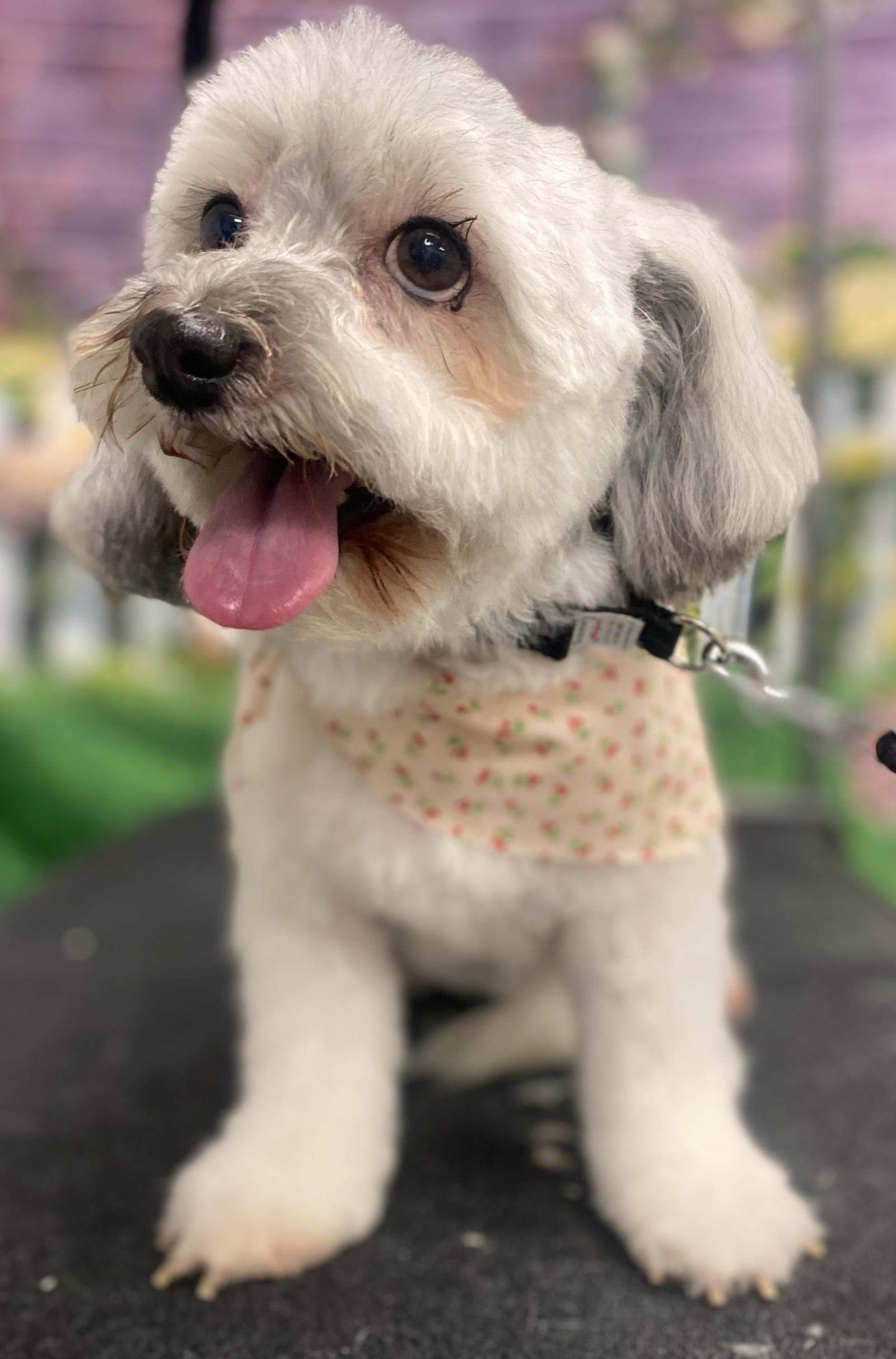 adoptable Dog in Westminster, MD named Daphne