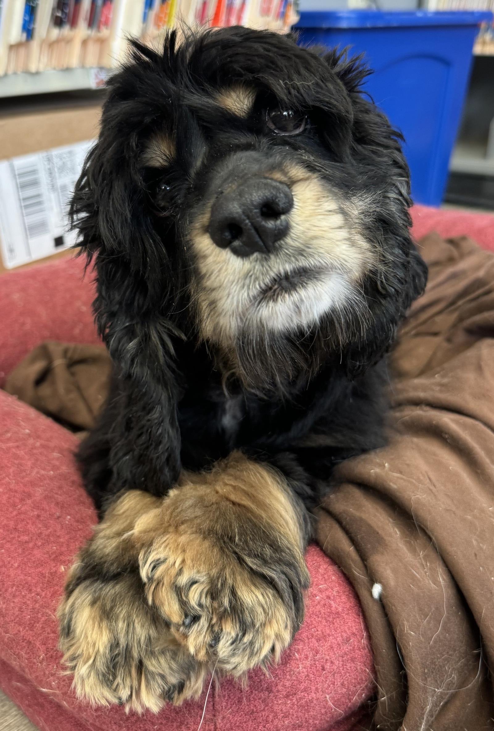 adoptable Dog in Westminster, MD named Lady