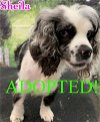 adoptable Dog in r, MI named Sheila