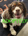 adoptable Dog in , MD named Annabelle