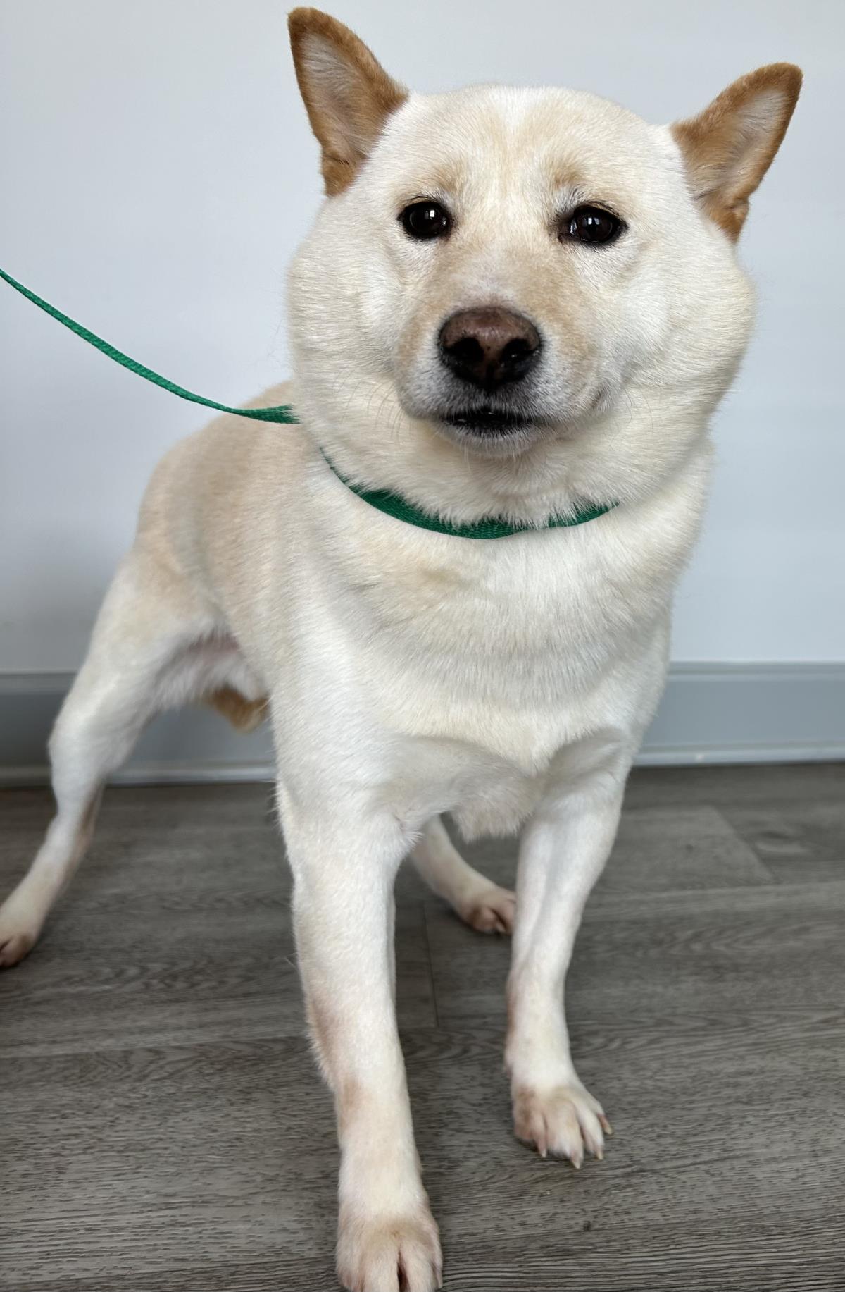 adoptable Dog in Westminster, MD named Toby