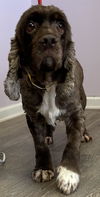 adoptable Dog in westminster, MD named Teddy
