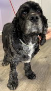 adoptable Dog in westminster, MD named Smokey