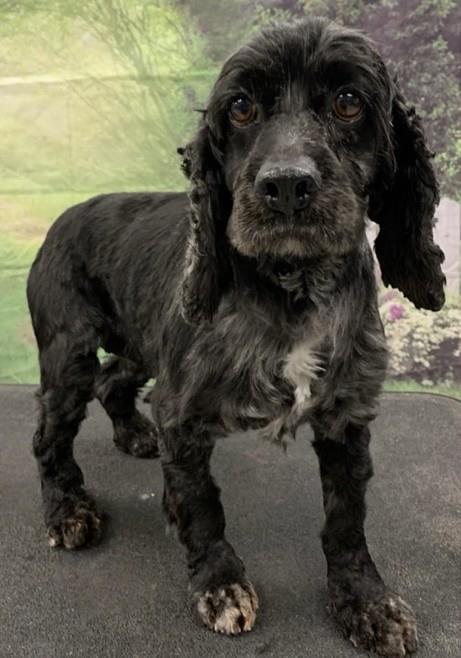 picture of the dog needing adoption