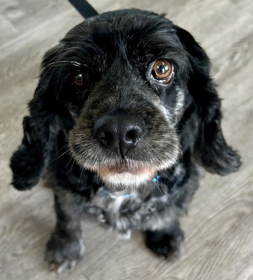 picture of the dog needing adoption