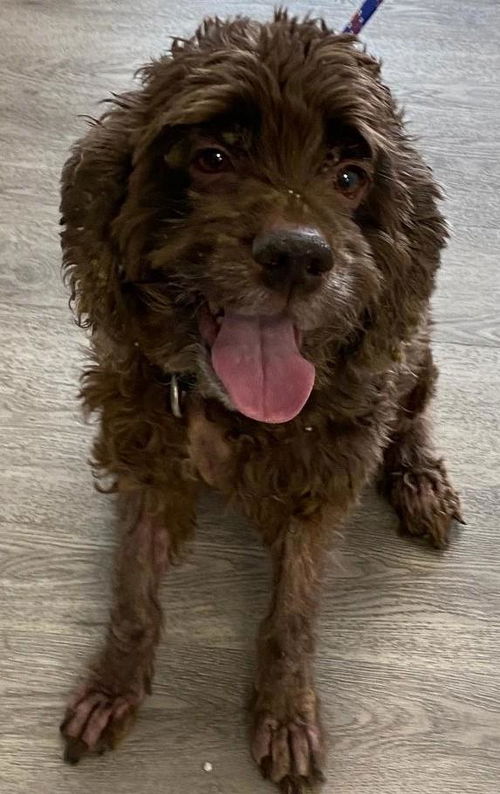 picture of the dog needing adoption