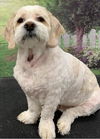 adoptable Dog in westminster, MD named Jackson