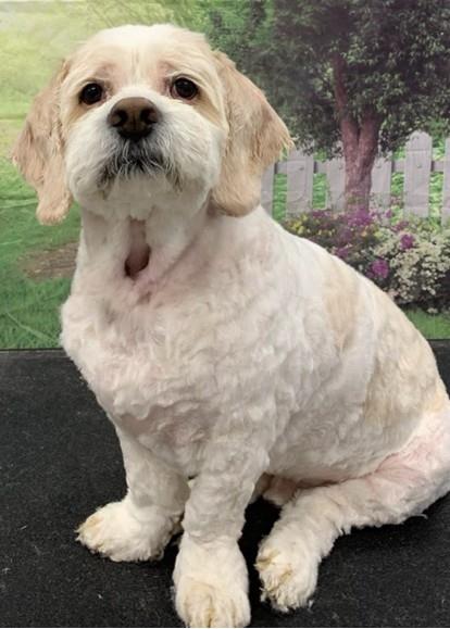 picture of the dog needing adoption