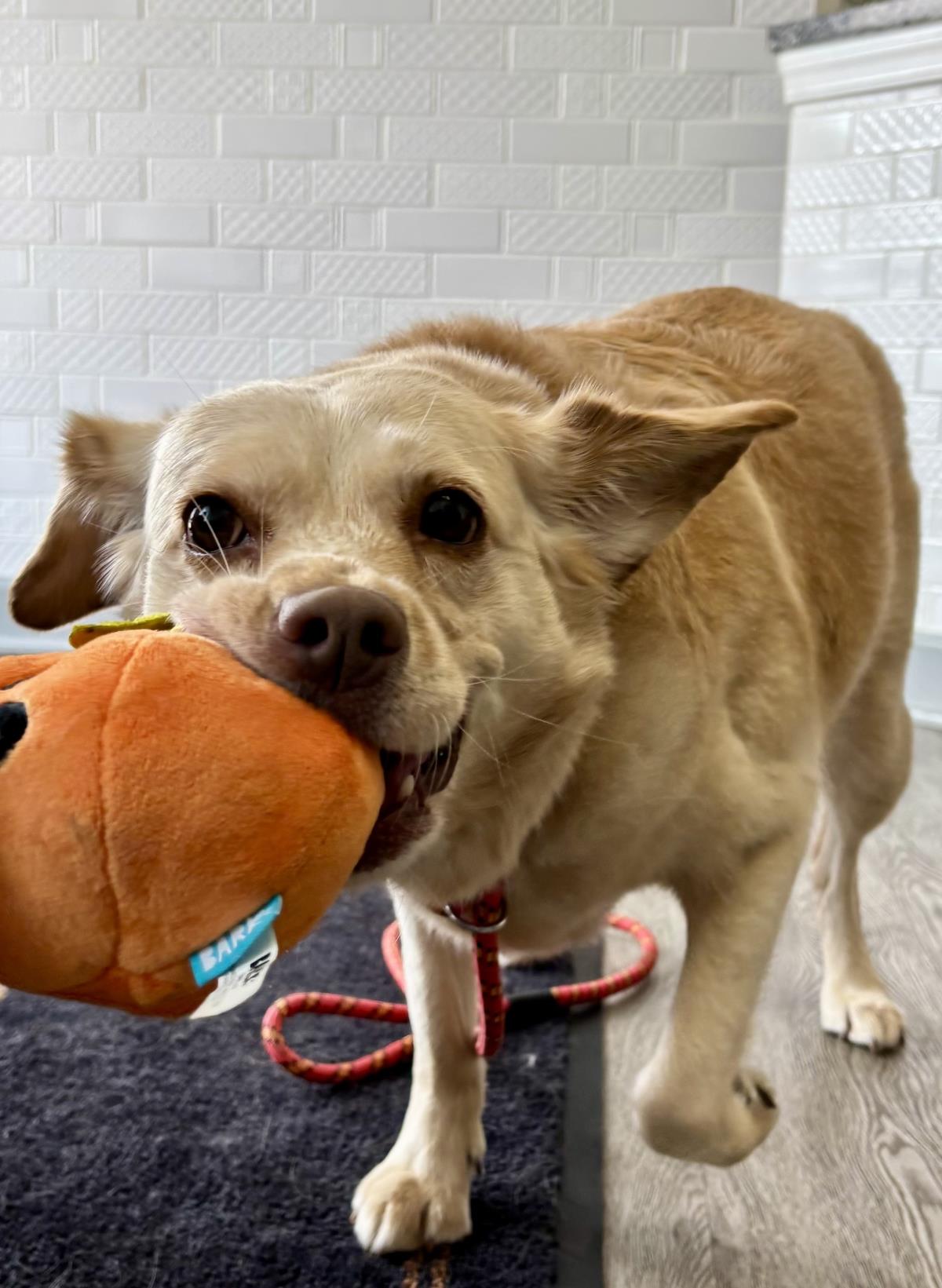 adoptable Dog in Westminster, MD named Marley