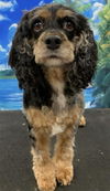 adoptable Dog in westminster, MD named Lady