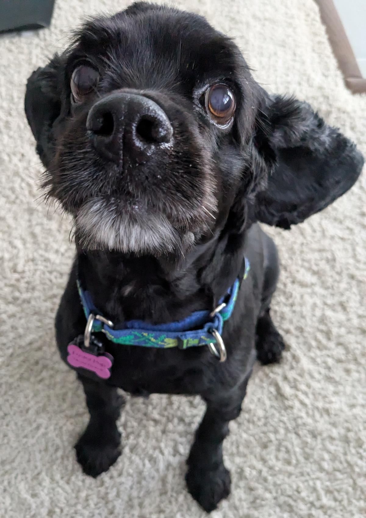 adoptable Dog in Westminster, MD named Gracie