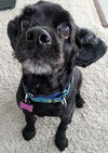 adoptable Dog in westminster, MD named Gracie