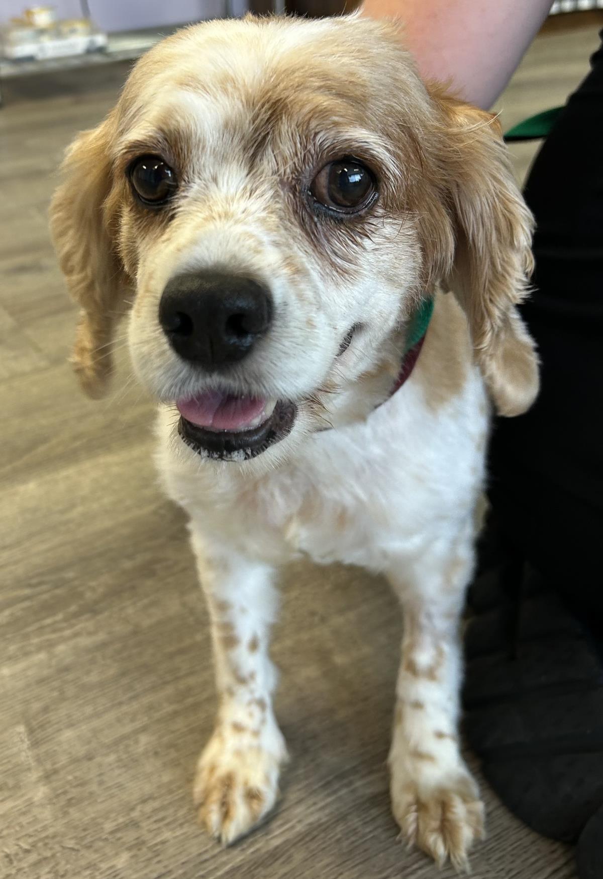 adoptable Dog in Westminster, MD named Amber