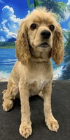 adoptable Dog in westminster, MD named Rocky